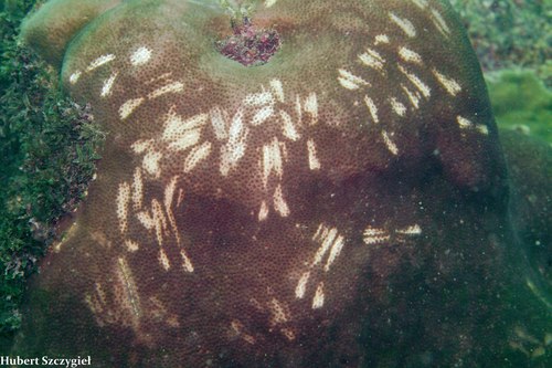 Scaridae observed 2022-04-18