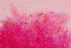 Melampsora galanthi-fragilis