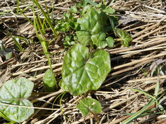 Tussilago farfara