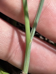 Paspalum monostachyum