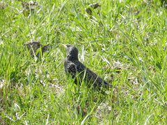 Sturnus vulgaris