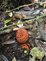 Corynaea