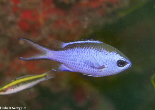 Blue Chromis