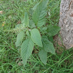 Amaranthus viridis