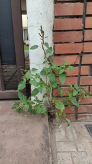 Angiospermae