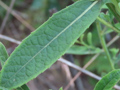 Laggera
