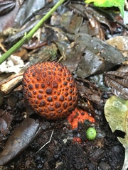 Corynaea