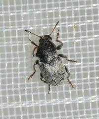 Bruchela
