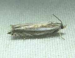 Eucosma striatana