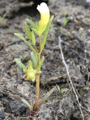 Gratiola quartermaniae