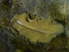 Prostheceraeus crozieri