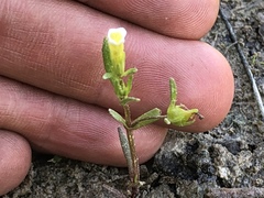 Gratiola quartermaniae