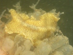 Prostheceraeus crozieri