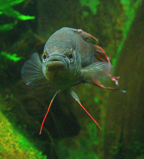 Red-backed paradisefish