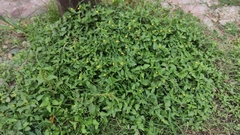Angiospermae