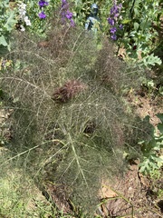 Foeniculum vulgare dulce