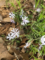 Phlox bifida