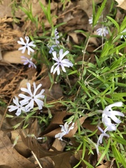 Phlox bifida