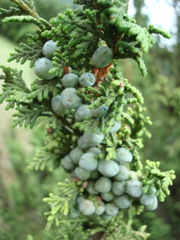 Juniperus monticola monticola