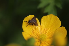 Platystoma seminationis