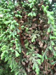 Juniperus monticola monticola