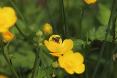 Platystoma seminationis