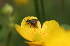 Platystoma seminationis
