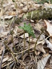 Phegopteris connectilis