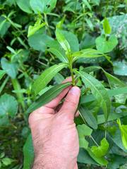 Hygrophila lacustris