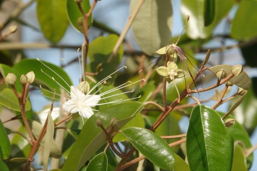 Jamaican caper