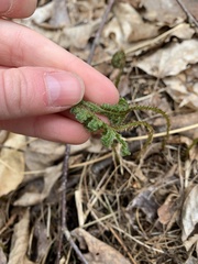Phegopteris connectilis
