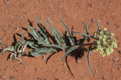 Asclepias macrosperma