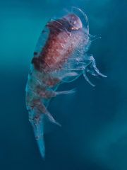Hyperiidae