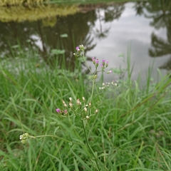 Cyanthillium cinereum