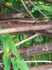 Marisora unimarginata