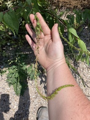 Oenothera curtiflora