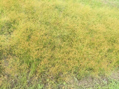 Juncus diffusissimus