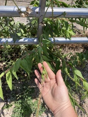 Oenothera curtiflora
