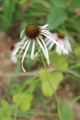 Echinacea sanguinea