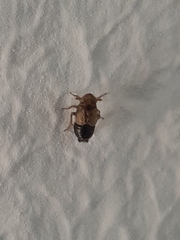 Kosswigianella exigua