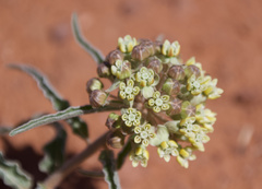 Asclepias macrosperma
