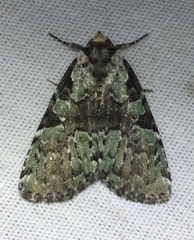 Leuconycta lepidula