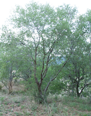 Quercus vaseyana