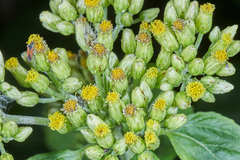 Schistocarpha eupatorioides