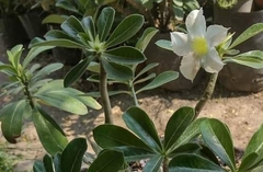 Adenium obesum