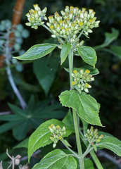 Schistocarpha eupatorioides