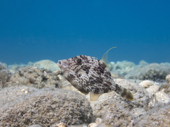 Stephanolepis diaspros