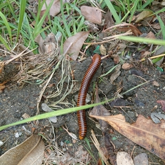 Thyropygus allevatus