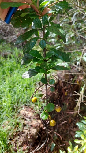 Image of Duranta mutisii by (c) Juan Carlos Caicedo Hernández, some rights reserved (CC BY)