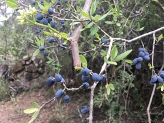 Forestiera phillyreoides